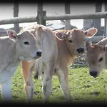Farmház Le Soleil