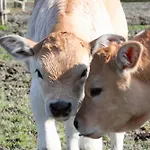 Farmház Le Soleil *