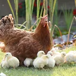 Farmház Le Soleil Vigone
