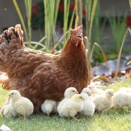 Farma Le Soleil Vigone