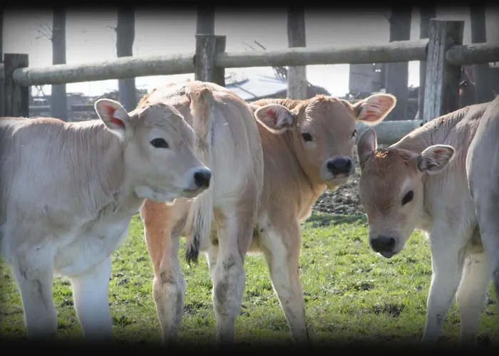 Feriegård Le Soleil