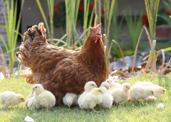 팜스테이 Le Soleil 비고네